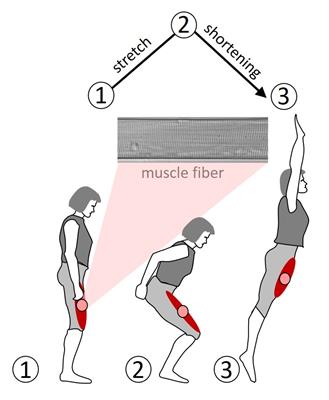 Muscle Shortening